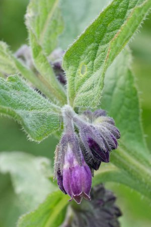 Natural vertical closeup on the purple flowers of the Common quaker comfrey, Symphytum officinale