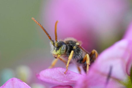 Primer plano colorido natural en una abeja solitaria Nomada de Lathbury macho, Nomada lathburiana en una flor rosa