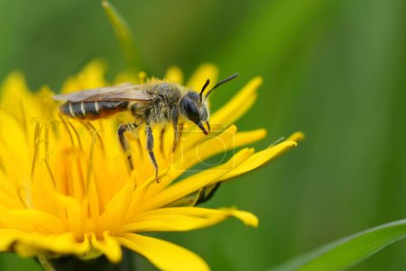 Detailed closeup on a female red-bellied miner, Andrena ventralis on a yellow dandelion flower