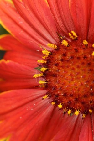 Extreme closeup on a bright red common blanketflower, Gaillardia aristata