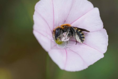 Natural closeup on a colorful blue-eyed small male Hoplitis perezi solitary bee in a pink Cantabrican morning glory flower, Convolvulus cantabrica
