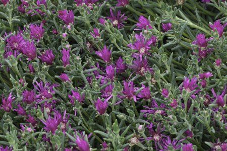 Detailed colorful closeup on purple flowering South African trailing or hardy iceplant, Delosperma cooperi
