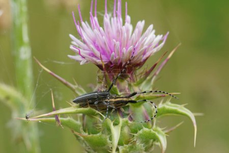 Natural closeup on a copulation in a Mediterranean longhorn beetle, Agapanthia suturalis on a pink thistle flower