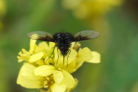 Natürliche Nahaufnahme der kleinen schwarz-weißen Bienenfliege Bombylella atra auf einer gelben Butterblume