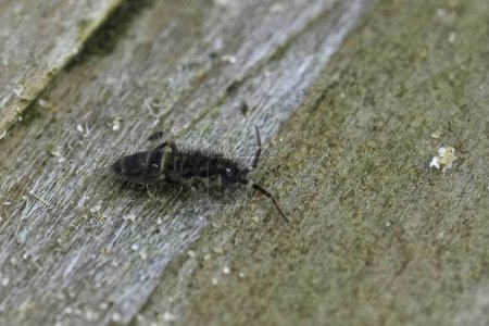 Detailed closeup on a hairy small springtail , Orchesella cincta sitting on wood