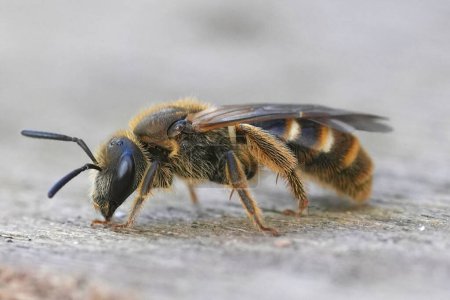 Detailed closeup on a Common furrow bee, Lasioglossum calceatum sitting on wood