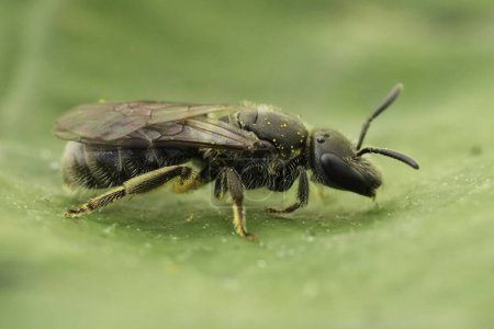 Closeup on a small furrow bee, Lasiologlossum sitting on a green leaf