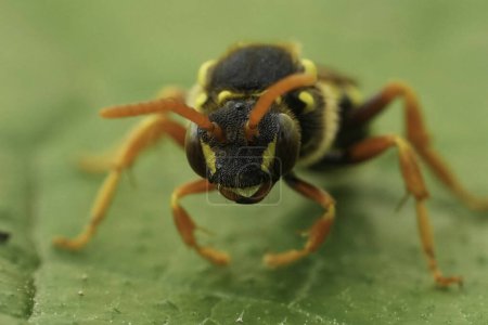 Gros plan facial extrême détaillé sur une abeille solitaire Nomade de Gooden femelle, Nomada goodeniana sur une feuille verte