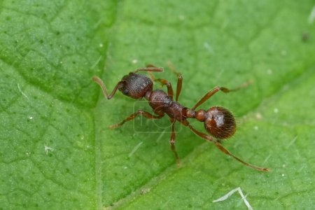 Detaillierte Nahaufnahme einer Gemeinen Roten Ameise, Myrmica rubra, auf einem grünen Blatt