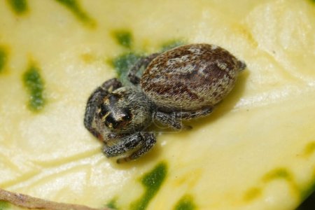 Natürliche Nahaufnahme einer kleinen, seltenen Mile End Jumping Spider, Macaroeris nidicolens beim Sonnenbaden auf einem Blatt