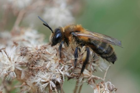 Natural closeup on a brown hairy female Choclate mining bee, Andrena scotica