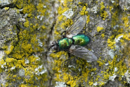 Primer plano natural de una mosca taquínida verde metálica europea, Gymnocheta viridis, calentándose en la corteza de un árbol