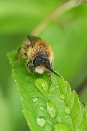 Gros plan détaillé sur un mignon mâle Early Cellophane Bee,, Colletes cunicularius, accroché à la végétation verte