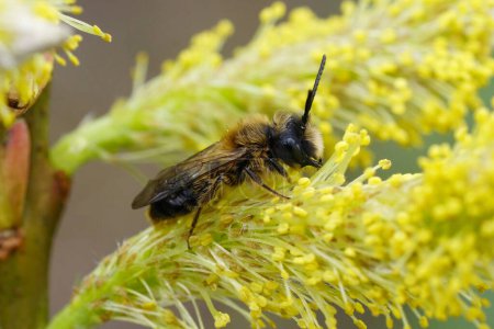 Natural closeup on a male Large sallow mining bee, Andrena apicata sitting on a Willow cattkin loaded with yellow pollen