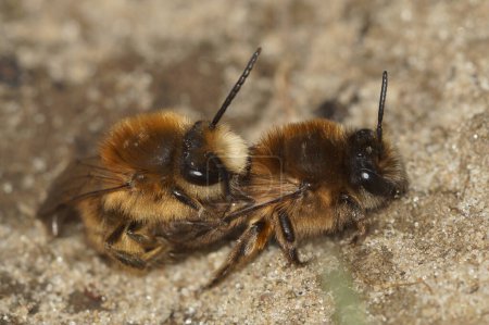 Primer plano natural sobre una cópula abeja celofán macho y hembra, Colletes cunicularius, sentado en el suelo