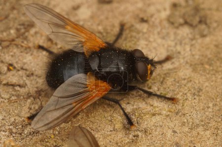 Primer plano natural en una mosca del mediodía o del mediodía, Mesembrina meridiana sentada en el suelo