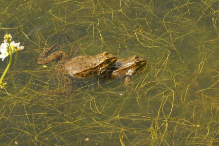 Natürliche Nahaufnahme eines Paares europäischer Teichfrösche, Phelophylax, das in der Vegetation schwimmt