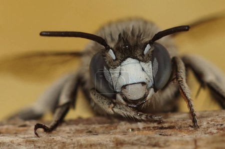 Detailed frontal facial closeup on a cute White-cheeked banded digger bee, Amegilla albigena , Gard, France