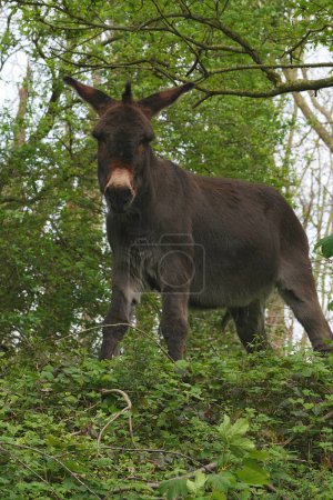 Natürliche vertikale Nahaufnahme auf einem Esel, Equus africanus asinus, der hoch auf einem Hügel steht