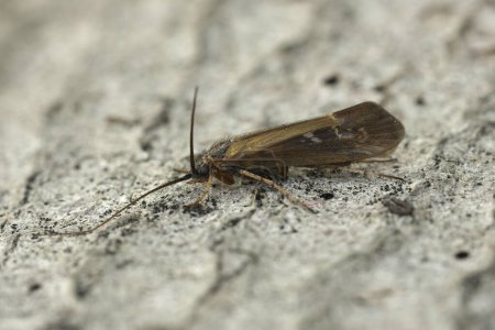 Primer plano natural sobre una especie de caddisfly europeo marrón, Limnephilus auricula sentado sobre madera