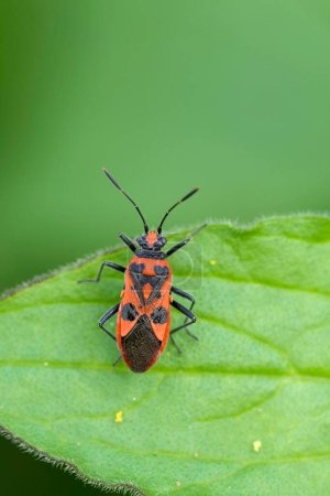 Natural colorful closeup on a the EUropean black and red squashbug, Corizus hyoscyami against a green background