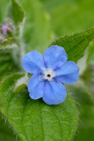 Téléchargez les photos : Gros plan détaillé sur la fleur bleu clair du bugloss ou alcanet vert persistant, Pentaglottis sempervirens - en image libre de droit