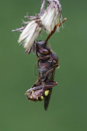 Gros plan naturel sur une abeille Nomada femelle endormie, suspendue à la végétation