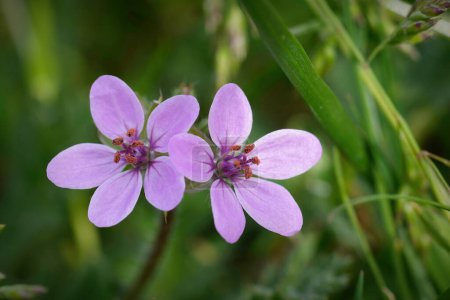 Natürliche Nahaufnahme an der violetten Blüte des Storchenschnabels, Erodium cicutarium
