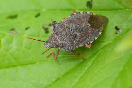 Natural closeup on the brown colored Dock leaf bug, Arma custos sitting on a green leaf