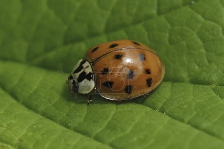 Detailed closeup on the red form of the Asian ladybeetle, Harmonia axiridis , sitting ona green leaf