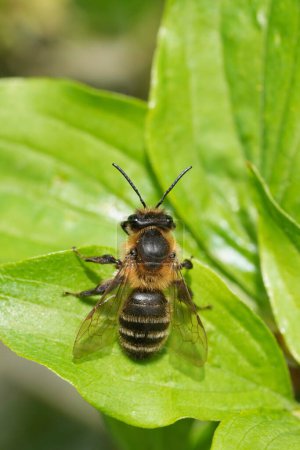 Natural vertical closeup on a chocolate mining bee, Andrena scotica sitting on a shrub in the sun