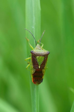Detailed closeup on the adult imago hawthorn shield bug, Acanthosoma haemorrhoidale hiding in the grass