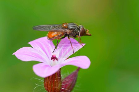 Detailed closeup on a European red snoutfly, Rhingia campestris on a pink flower in the garden