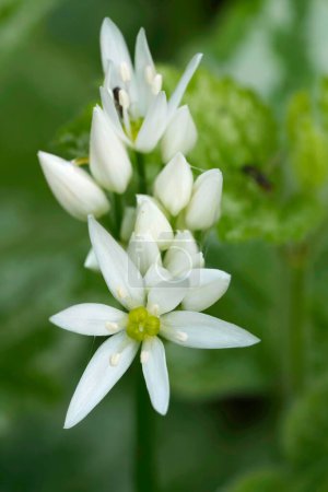 Photo for Natural closeup on the bright white flower of the Wild garlic, Allium ursinum in the garden - Royalty Free Image
