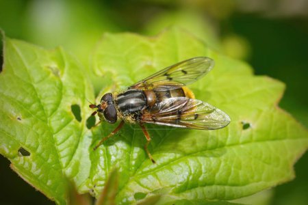 Natural closeup on the EUropean Common Copperback hoverfly, Ferdinandea cuprea sunbathing on a green leaf