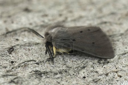 Detailed closeupo n a European muslin moth, Diaphora mendica sitting on wood