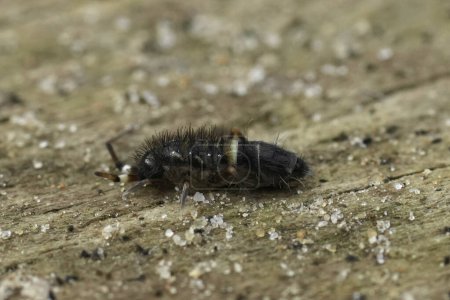 Natural closeup on a small colorful white banded springtail, Orchesella cincta sitting on wood