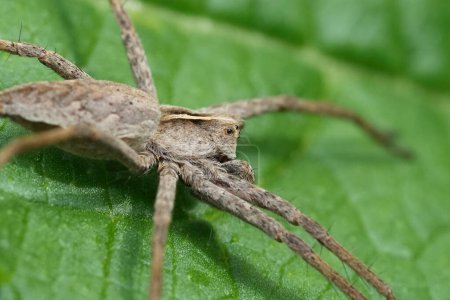 Natürliche extreme Nahaufnahme der Spinne European Nursery, Pisaura mirabilis auf einem grünen Blatt