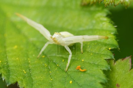 Natural closeup on a white European flower crab spider , Misumena vatia, in threatening pose on a green leaf