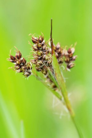Natural closeup on a common or heath wood-rush perennial grass, Luzula multiflora, with it's spherical or elongated flower heads