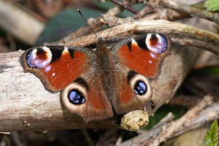 Primer plano natural en una mariposa del pavo real, Inachis io emergiendo de su sueño invernal, calentándose en el suelo con alas extendidas