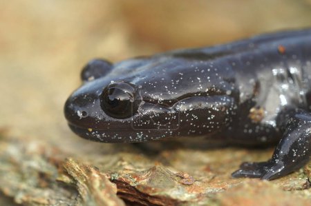 Primeros planos detallados de una oscura y rara salamandra japonesa Ishizuchi endémica, Hynobius hirosei sobre madera