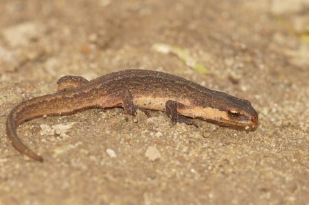 Natural closeup on a sub-adult European smooth newt, Lissotriton vulgaris on wood