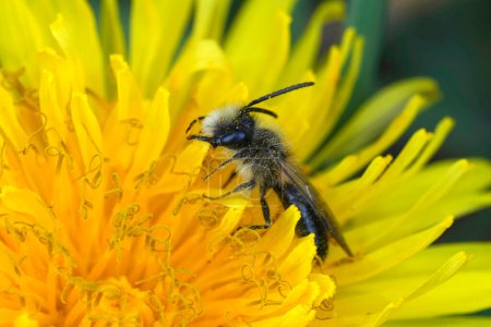 Natural closeup on a male Mellow miner solitary bee, Andrena mitis in a yellow dandelion flower
