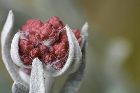 Detaillierte Nahaufnahme der auftauchenden roten Blüte des immerwährenden Kuschelkrauts Helichrysum sanguineum, auch bekannt als das Blut der Makkabäer