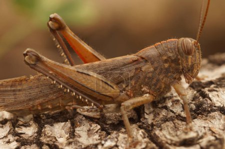 Natural closeup on a brown adult Egyptian grasshopper or locust,Anacridium aegyptium sitting on a piece of wood