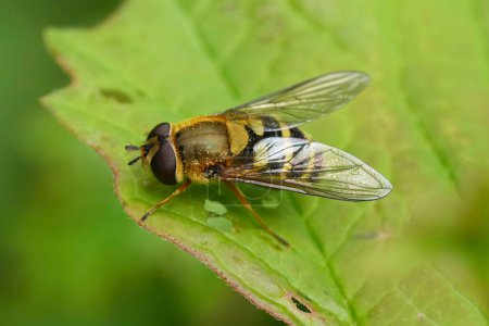 Primeros planos detallados de Syrphus ribesii, la mosca zancuda común europea sentada sobre una hoja verde