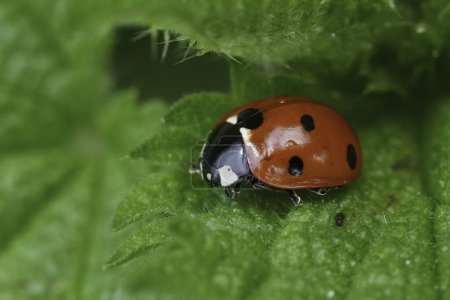 Detailed closeup on the European seven spotted ladybird beetle, Coccinella septempunctata sitting on a green leaf