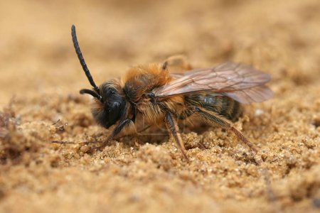 Natural closeup on a brown hairy male European Chocolate mining bee, Andrena scotica sitting in the sand