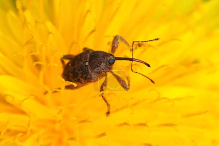 Natural closeup on a small European nut weevil, Curculio nucum on a yellow dandelion flower